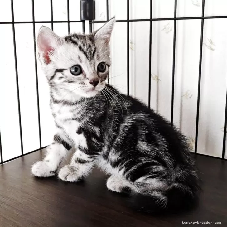 ID:2508-00978の子猫