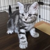 アメリカンショートヘア