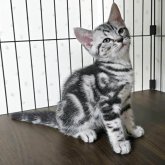 アメリカンショートヘア