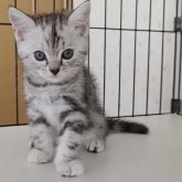 アメリカンショートヘア