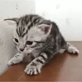アメリカンショートヘア
