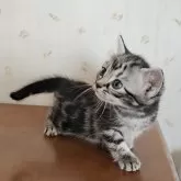 アメリカンショートヘア