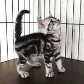 アメリカンショートヘア