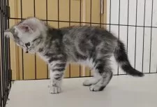 アメリカンショートヘア【岐阜県・女の子・2025年9月8日・シルバーパッチドタビー】の写真3