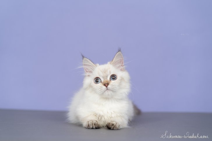 久米　健(くめ　けん)ブリーダー(千葉県・ミヌエットなど・CFA/TICA/JCC（旧ACC）登録)の紹介写真3