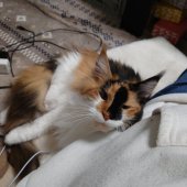 メインクーン【・女の子・2024年3月12日・TORTOISESHELL-WHITE】「気がつけば隣にいます」