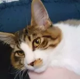 メインクーン【京都府・男の子・2025年6月3日・ブラウンタビー&ホワイト】の写真4