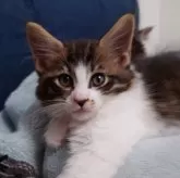 メインクーン【京都府・男の子・2025年6月3日・ブラウンタビー&ホワイト】の写真8