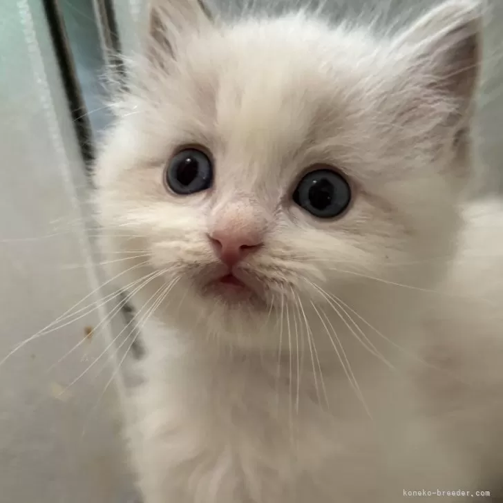 ID：2408-02026の子猫
