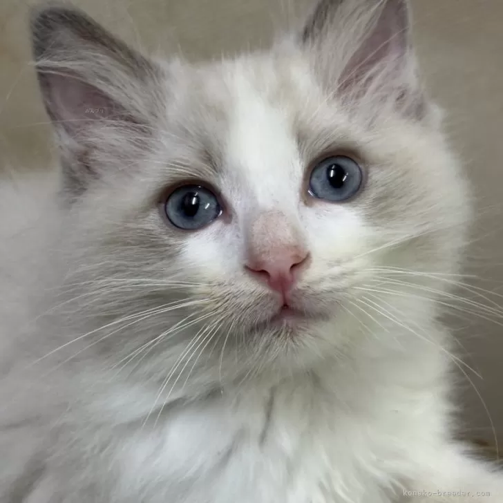 ID：2410-00238の子猫
