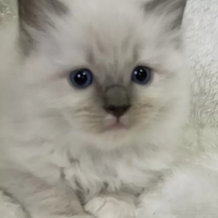 ID：2403-00366の子猫