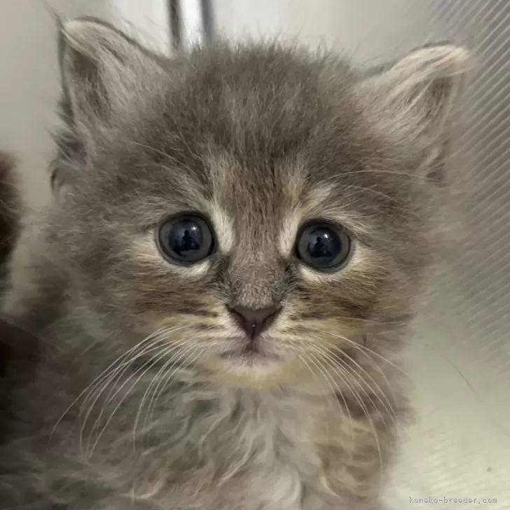 ID：2409-00345の子猫