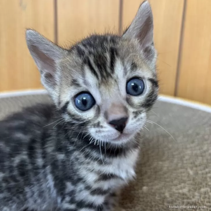 ID：2412-00657の子猫