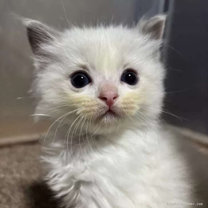 ID：2411-02822の子猫
