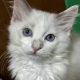 ラグドール【兵庫県・女の子・2024年6月22日・ブルートーティポイントバイカラー】の写真1