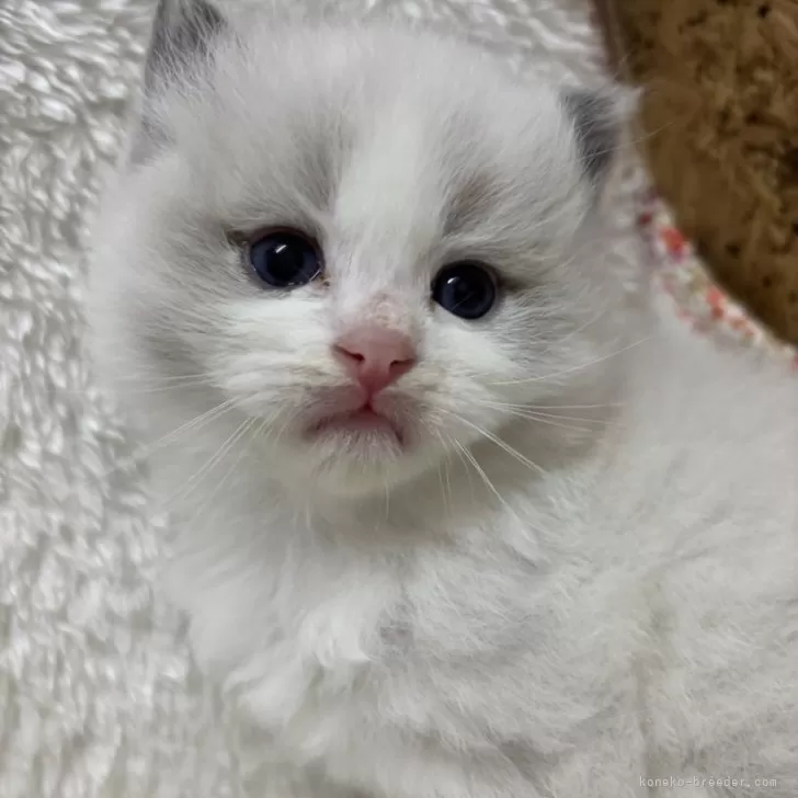 ID:2502-01023の子猫