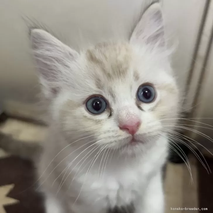 S.T 様のお迎えした子猫