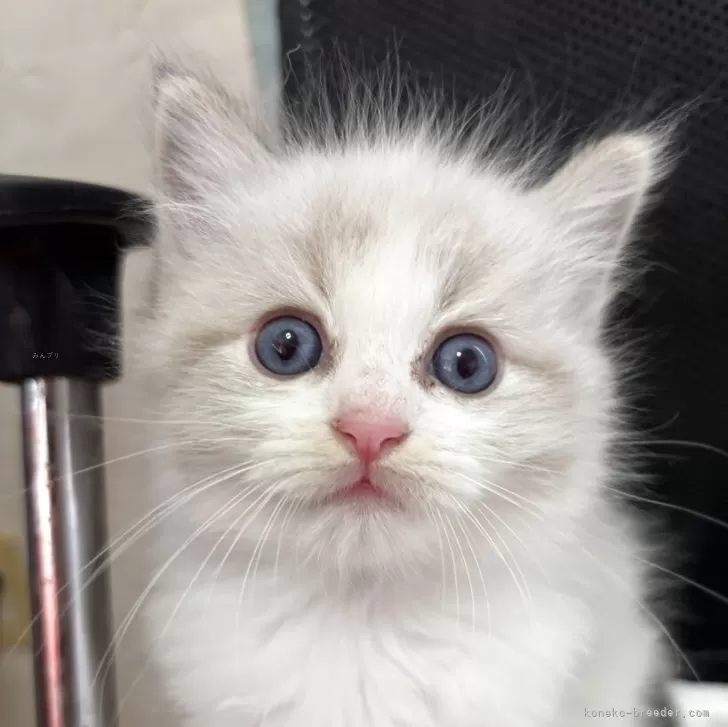 ID:2510-00283の子猫