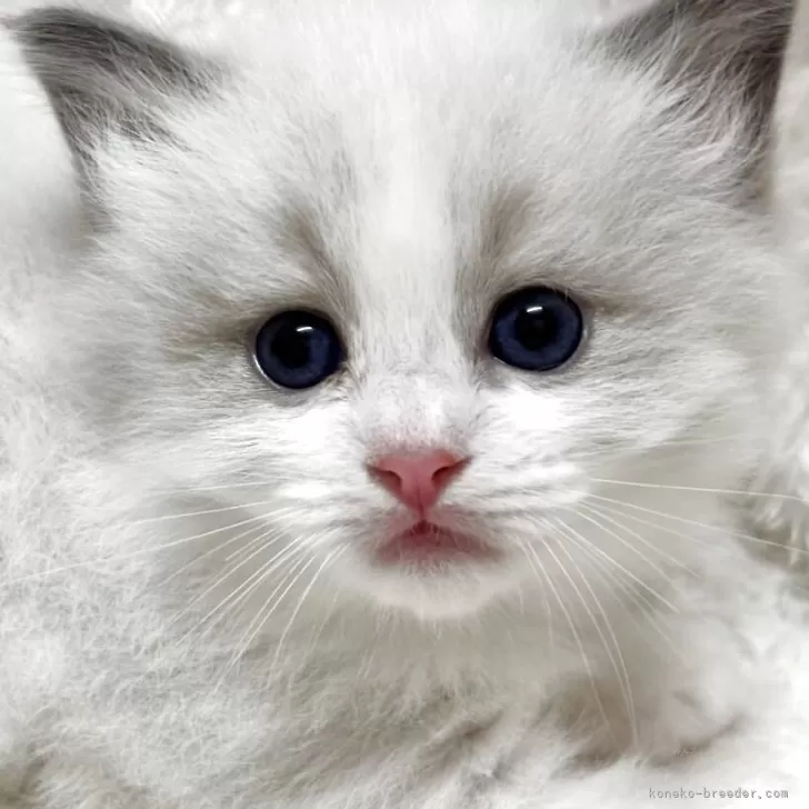 ID：2509-00064の子猫