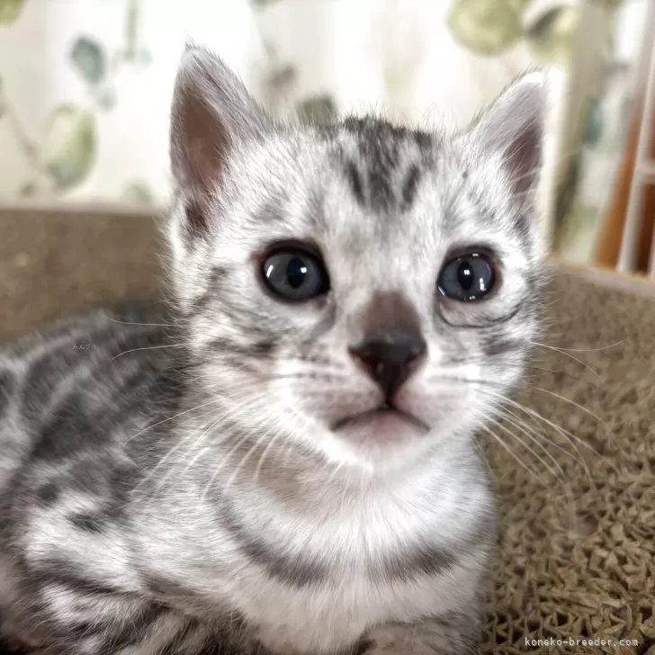 ID：2505-00068の子猫