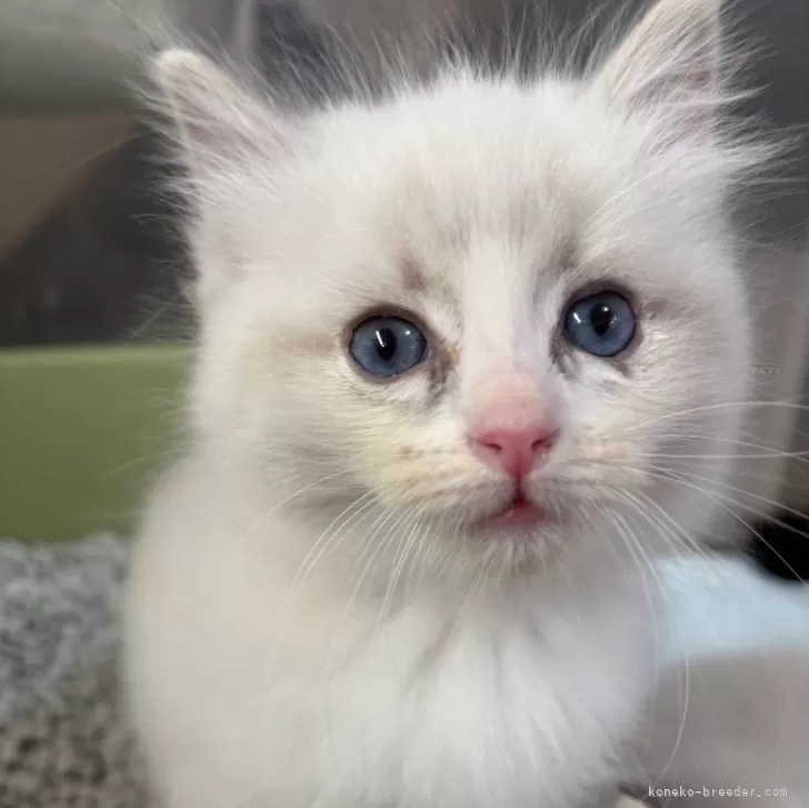ID:2412-02763の子猫