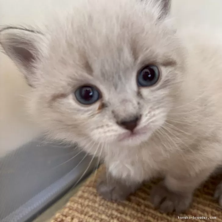 ID：2503-01776の子猫