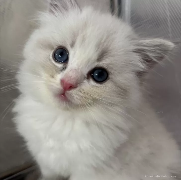 ID:2501-00195の子猫