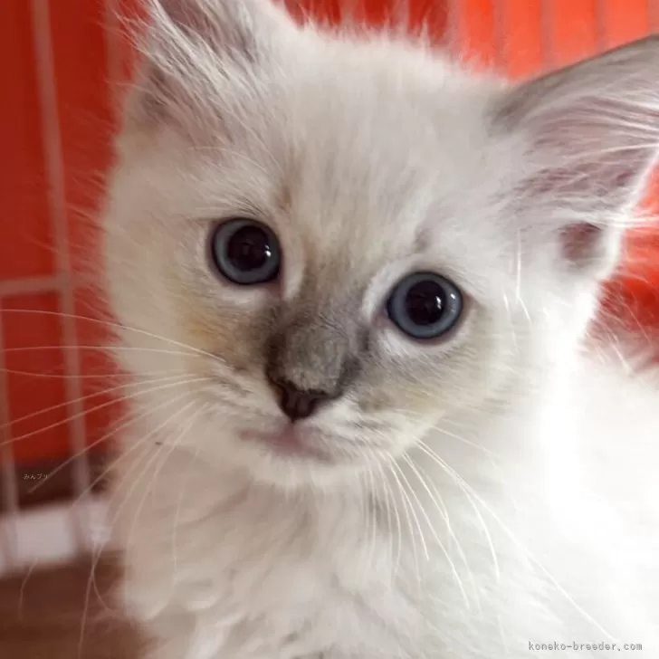 ID:2507-03096の子猫