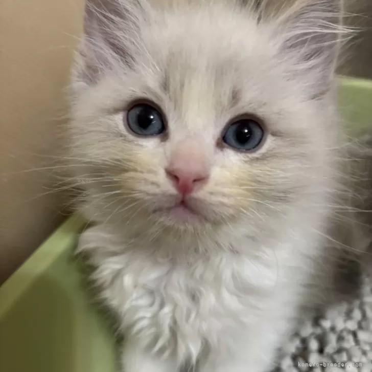 ID：2503-02251の子猫