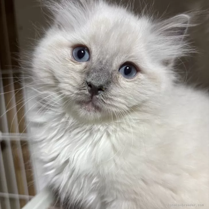 ID：2412-01038の子猫
