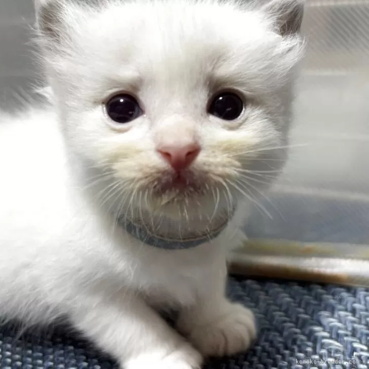 ID:2507-00210の子猫