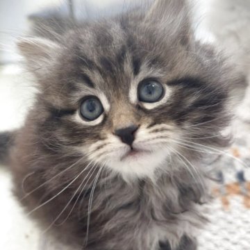 サイベリアン【兵庫県・男の子・2025年10月24日・ブラックマッカレルタビー】の写真「可愛い男の子、チャンピオンベビー」