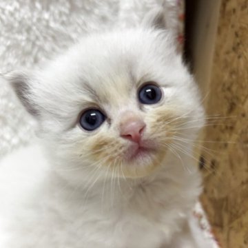 ラグドール【兵庫県・女の子・2025年11月6日・ブルーリンクスポイントバイカラー】の写真「可愛い女の子、チャンピオンベビー」