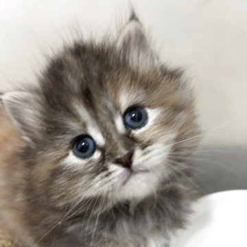 サイベリアン【兵庫県・女の子・2025年10月31日・ブラウンクラシックトービー】の写真「可愛い女の子、チャンピオンベビー」