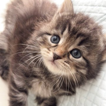 サイベリアン【兵庫県・男の子・2025年10月24日・ブラックマッカレルタビー】の写真「可愛い男の子、チャンピオンベビー」