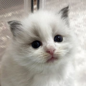 ラグドール【兵庫県・男の子・2025年10月18日・ブルーポイントバイカラー】の写真「可愛い男の子、チャンピオンベビー」