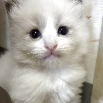 ラグドール【兵庫県・男の子・2025年6月14日・ブルーポイントバイカラー】の写真「可愛い男の子、チャンピオンベビー」