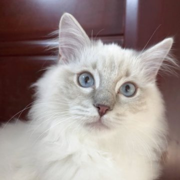 ラグドール【兵庫県・女の子・2025年6月25日・ブルーリンクスポイントミテッド】の写真「可愛い女の子、チャンピオンベビー」