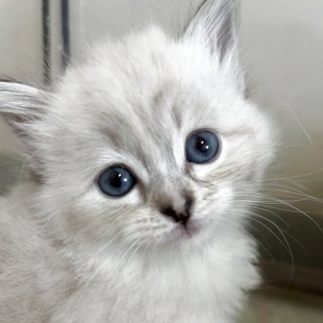 サイベリアン【兵庫県・女の子・2025年10月24日・シールリンクスポイント】の写真「可愛い女の子、チャンピオンベビー」