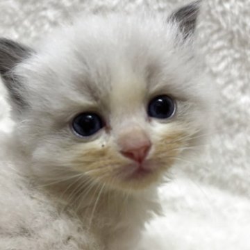 ラグドール【兵庫県・女の子・2025年11月6日・ブルーポイントバイカラー】の写真「可愛い女の子、チャンピオンベビー」