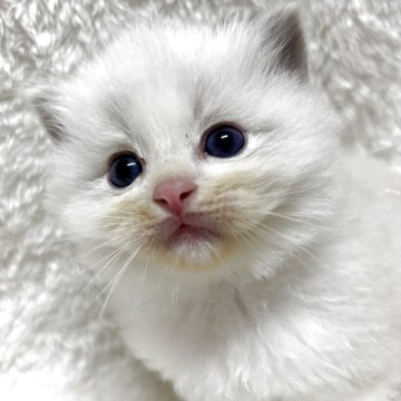 ラグドール【兵庫県・男の子・2025年11月6日・ブルーリンクスポイントバイカラー】の写真「可愛い男の子、チャンピオンベビー」