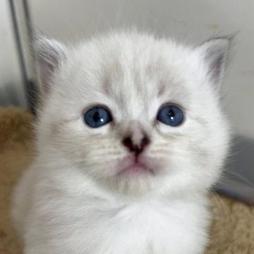 サイベリアン【兵庫県・女の子・2025年10月24日・シールリンクスポイント】の写真「可愛い女の子、チャンピオンベビー」