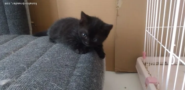ID：2104-02091の子猫