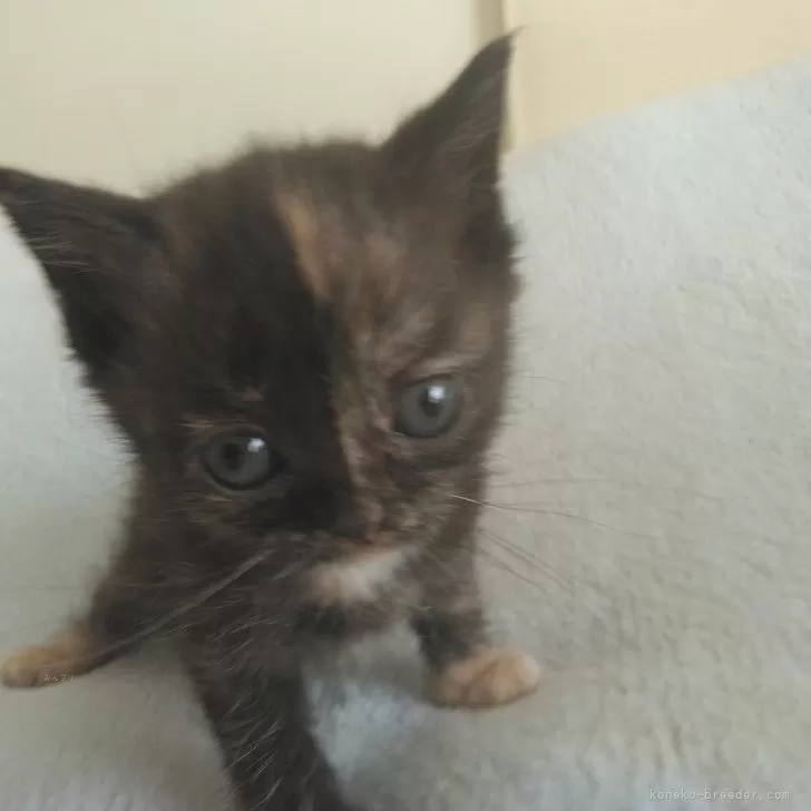 ID：2404-03422の子猫