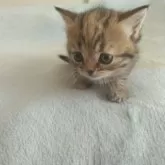 ブリティッシュショートヘア【宮城県・女の子・2024年3月18日・ブラウンタビー】の写真1