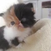エキゾチックショートヘア