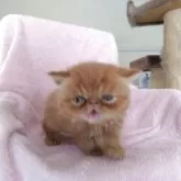エキゾチックショートヘア