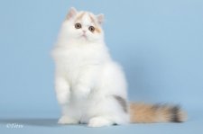 エキゾチックロングヘア【・女の子・2022年1月16日・キャリコ(三毛猫)】「4ヶ月の頃」
