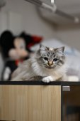 バーマン【・女の子・2024年4月7日・SEAL TABBY POINTED】
