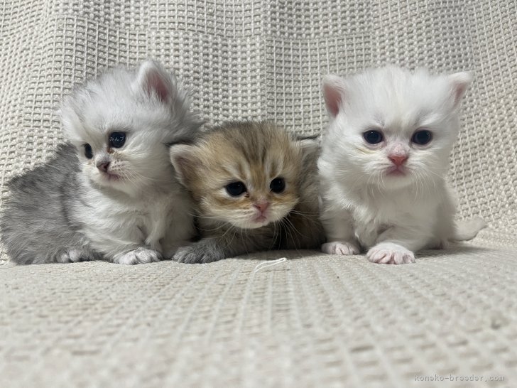 当猫舎で生まれた子猫｜江口　由佳(えぐち　ゆか)ブリーダー(京都府・ミヌエットなど・ICC登録)の紹介写真5